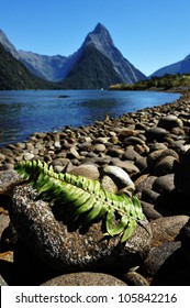 Silver fern leaves on a rock against Mitre Peak and Milford Sound at the background in Fiordland National Park, southern Island, New Zealand. It is one of the most photographed places in the country