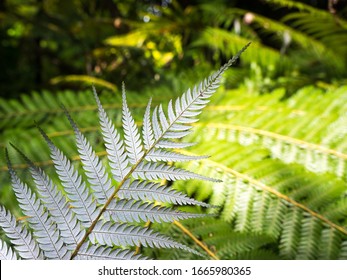 Silver fern, the symbol for New Zealand.