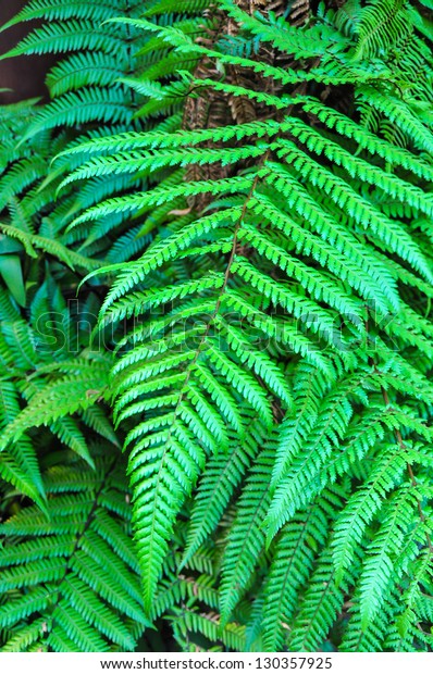 Silver Fern Symbol New Zealand Stock Photo (Edit Now) 130357925