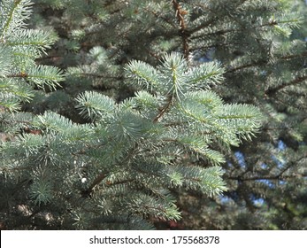 Silver Fir Branch