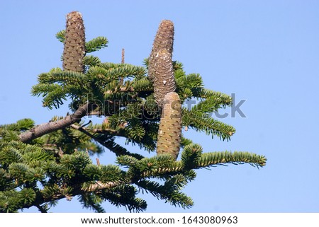 A  silver fir cone on the branch