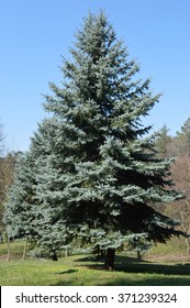 Silver Fir In The Park