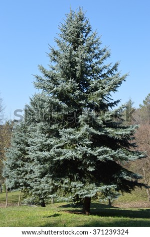 Silver fir in the park