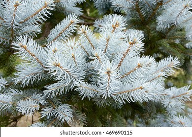 Silver Fir Tree