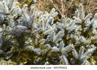 Silver Fir Tree At Spring