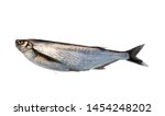 Silver fish on white background. Sabrefish (Pelecus cultratus) from the Delta of the river Volkhov, lake Ladoga, Russia