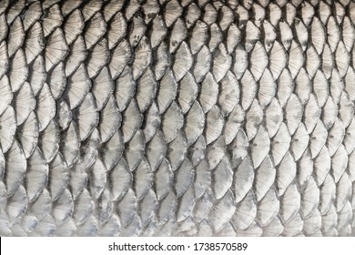 Silver Fish Scales. Skin Texture Of Chub. Fishing Camouflage Pattern