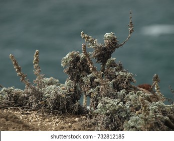 Silver Flowers On The Bodega Bay Coast, California