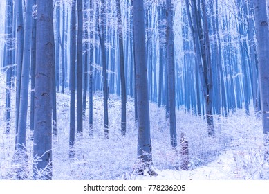 Silver forest in the winter