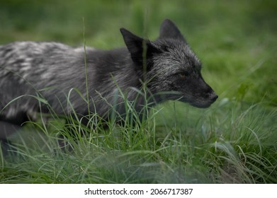 silver fox in the high grass