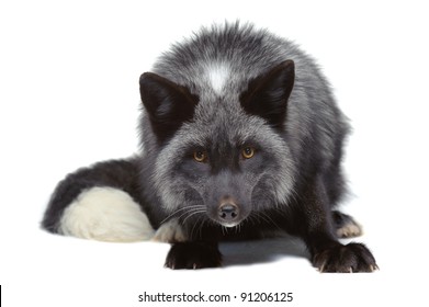 Silver fox leaning isolated on white
