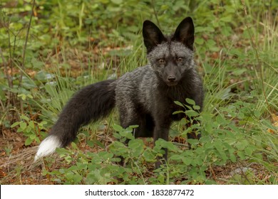 Silver Fox, A Melanism Form Of The Red Fox.