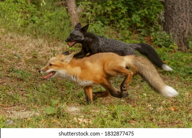Silver Fox, A Melanism Form Of The Red Fox, Running With A Red Fox.