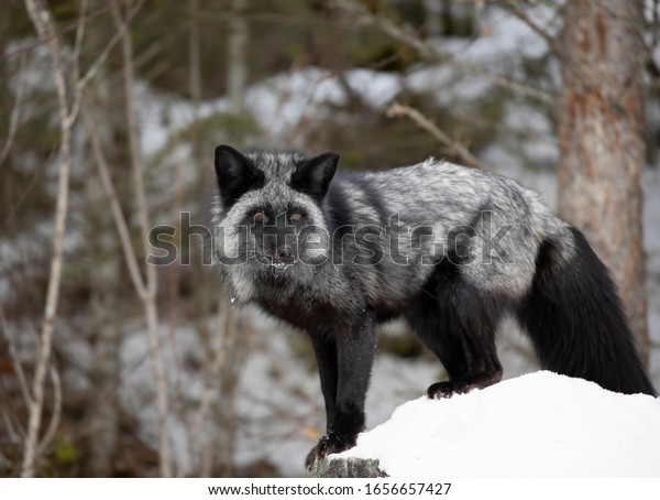 Silver fox (Vulpes vulpes) a melanistic form of\
the red fox standing in the\
snow