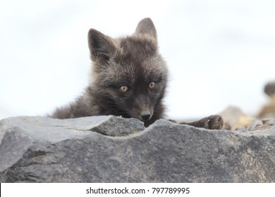 238 Cascade fox Images, Stock Photos & Vectors | Shutterstock