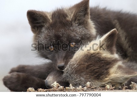 Silver Fox (Vulpes vulpes) - Silver phase of Red Fox Cubs, Washington WA , USA