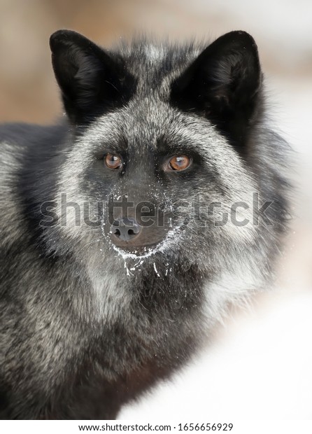 Silver fox (Vulpes vulpes) portrait which
is a melanistic form of the red fox in the
snow