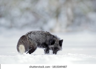 961 Silver Fox In Snow Images, Stock Photos & Vectors | Shutterstock