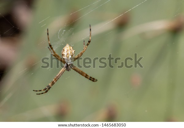 Silver Garden Spider On Web Stock Photo Edit Now 1465683050