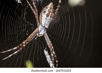 Silver Garden Spider Images Stock Photos Vectors Shutterstock