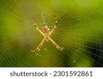 Silver or garden spider in its web.