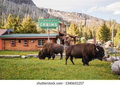 Imagenes Fotos De Stock Y Vectores Sobre Herding Bison Shutterstock