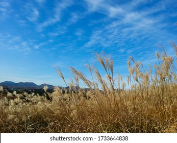 Silver Grass Images Stock Photos Vectors Shutterstock