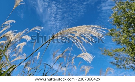 Similar – Gräser Gras Sommer grün