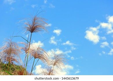 秋 背景 和風 Images Stock Photos Vectors Shutterstock