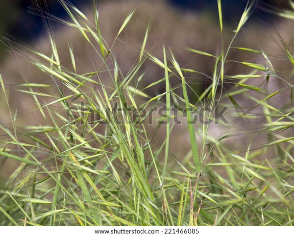 Silver grass, vulpia, hairgrass, silkygrass common weed\
in pastures in Australia   spreads by seeds  into crops and road\
verges .