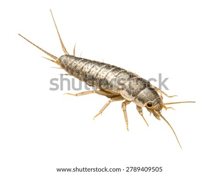 Silver Gray Silverfish Primitive Wingless Insect Macro Isolated on White Background