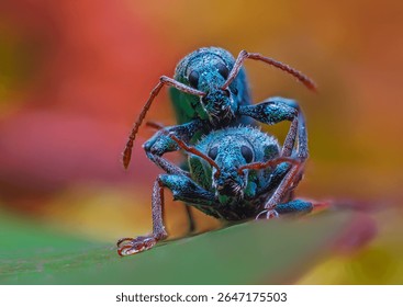 Silver green leaf weevil, phyllobius argentatus beetles mating