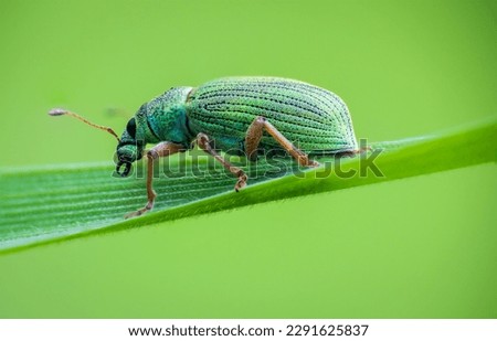 Silver green leaf weevil, phyllobius argentatus beetle sitting on grass stem. Animal, nature macro background