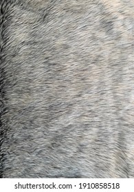 Silver Grey Fur Texture Background