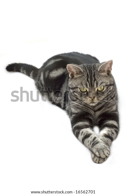 Silver Grey Tabby Cat Laying Down Stock Photo 16562701 | Shutterstock