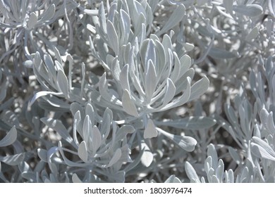 Silver Guadalupe Island Senecio Full Frame