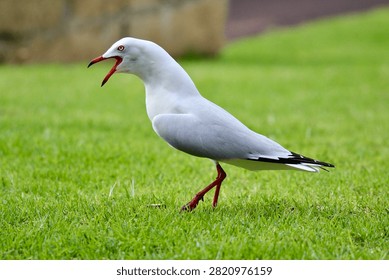 Silver gull calling with beak open on grass