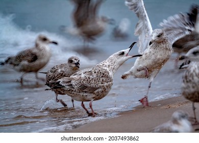 Silver gull chicks fighting and chirping on the sands at the coast - Shutterstock ID 2037493862