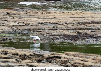 Silver Gull (chroicocephalus novaehollandiae) on the tessellated pavement at the edge of Pirates Bay, Tasmania  - Shutterstock ID 2222890203