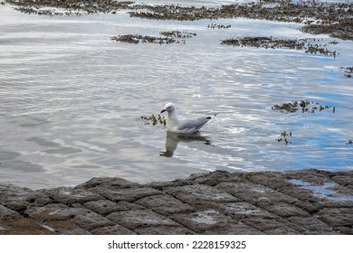 Silver Gull (chroicocephalus novaehollandiae) on the tessellated pavement at the edge of Pirates Bay, Tasmania  - Shutterstock ID 2228159325