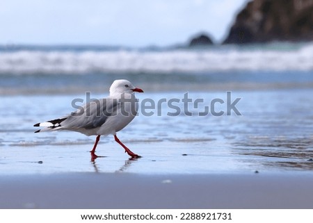 A Silver gull or New Zealand red-billed gull (Chroicocephalus novaehollandiae) walking on the beach, in Dunedin, New Zealand