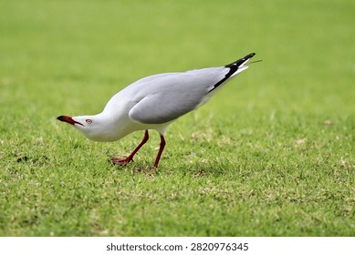 Silver gull posturing on grass in Australia