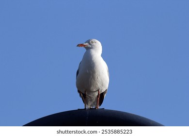 Silver Gull seagull bird perched on a black round object against a clear blue sky - Powered by Shutterstock