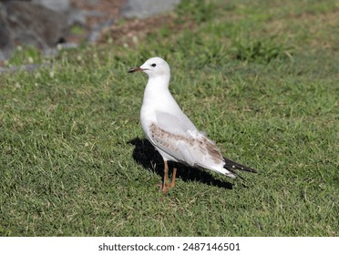 Silver Gull seagull bird standing on green grass - Powered by Shutterstock