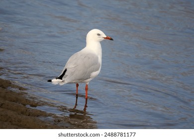 Silver Gull seagull bird standing in shallow water - Powered by Shutterstock