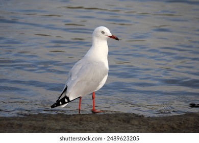 Silver Gull seagull bird standing on the shore next to the ocean - Powered by Shutterstock
