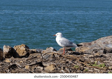 Silver gull seagull bird standing at the edge of the ocean - Powered by Shutterstock