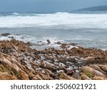 Silver Gulls (Larus novahollandiae) and Greater Crested Terns (Sterna Bergii) sheltering from the wind and rain in Leeuwin-Naturaliste National Park near Yallingup in Western Australia.