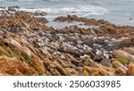 Silver Gulls (Larus novahollandiae) and Greater Crested Terns (Sterna Bergii) sheltering from the wind and rain in Leeuwin-Naturaliste National Park near Yallingup in Western Australia.