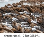 Silver Gulls (Larus novahollandiae) and Greater Crested Terns (Sterna Bergii) sheltering from the wind and rain in Leeuwin-Naturaliste National Park near Yallingup in Western Australia.